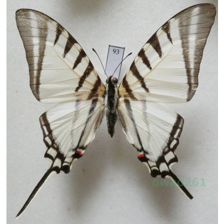 Graphium agesilaus Guerin & Percheron, 1835 Peru 62mm93
